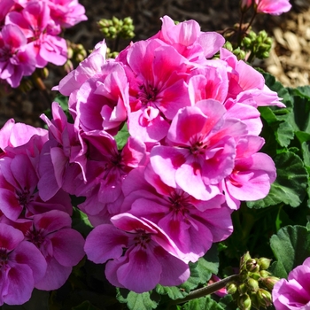 Pelargonium x hortorum 'Savannah Lavender Splash' (071527)