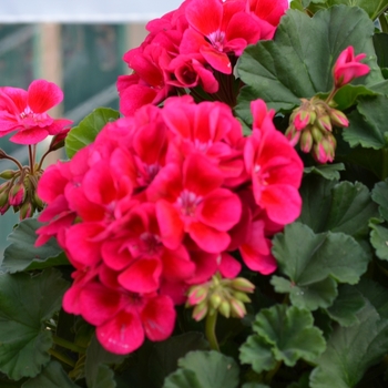 Pelargonium x hortorum 'Savannah Merlot Sizzle' (071529)