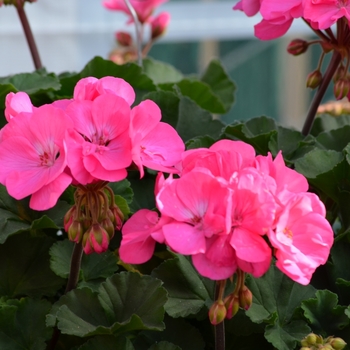 Pelargonium x hortorum 'Savannah Lilac Charme' (071532)