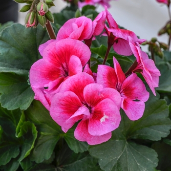 Pelargonium 'Sarita Lilac Splash' (071541)