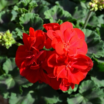 Pelargonium x hortorum 'Savannah Really Red' (071570)