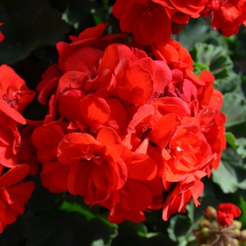 Pelargonium x hortorum 'Savannah Really Red' (071571)