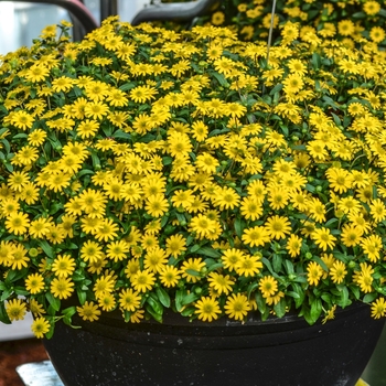 Sanvitalia procumbens 'Sunvy Super Gold' (071580)