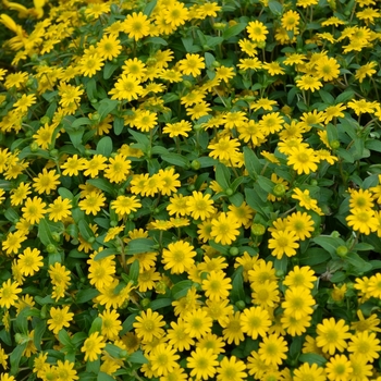 Sanvitalia procumbens 'Sunvy Super Gold' (071582)