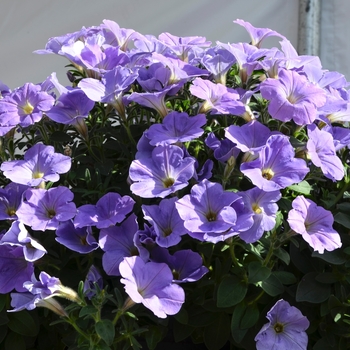 Petunia 'Surprise Blue Sky' (071583)