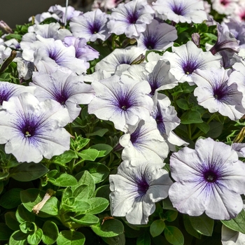 Petunia 'Surprise Blue Veined Improved' (071585)