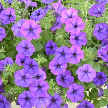 Petunia 'Surprise Marine' (071587)