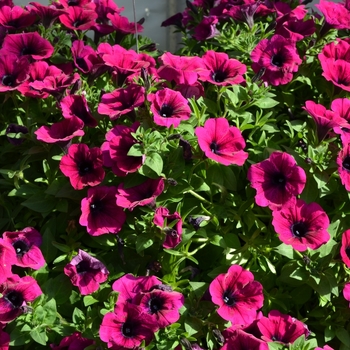 Petunia 'Surprise Kardinal' (071590)