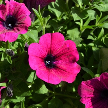 Petunia 'Surprise Kardinal' (071591)