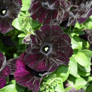 Petunia 'Surprise Midnight Cowboy' (071594)