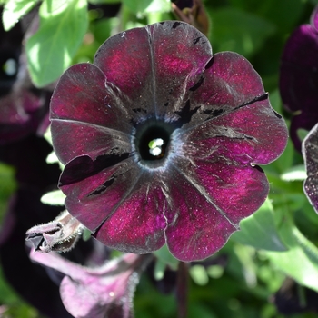 Petunia 'Surprise Midnight Cowboy' (071595)