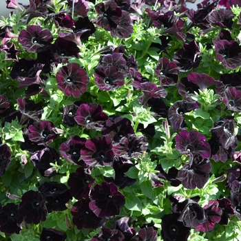 Petunia 'Surprise Midnight Cowboy' (071596)