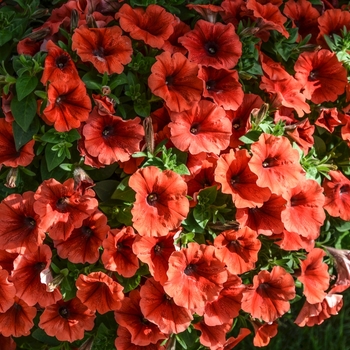 Petunia 'Surprise Orange Twist' (071597)