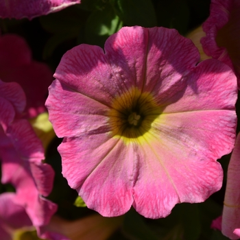 Petunia 'Surprise Pink Lemonade' (071600)