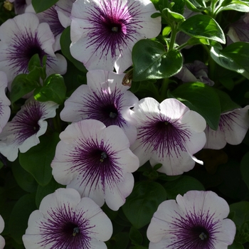 Petunia 'Surprise Purple Ice' (071601)