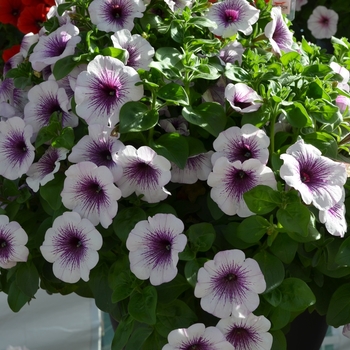 Petunia 'Surprise Purple Ice' (071602)