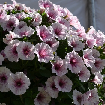 Petunia 'Surprise White Ice' (071606)