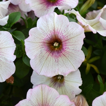 Petunia 'Surprise White Parfait' (071608)