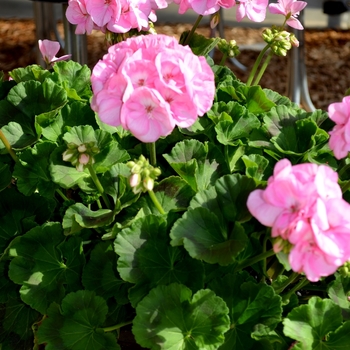 Pelargonium x hortorum 'Survivor Baby Face' (071612)