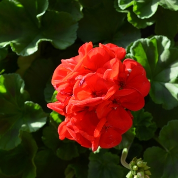 Pelargonium x hortorum 'Survivor Dark Red' (071616)