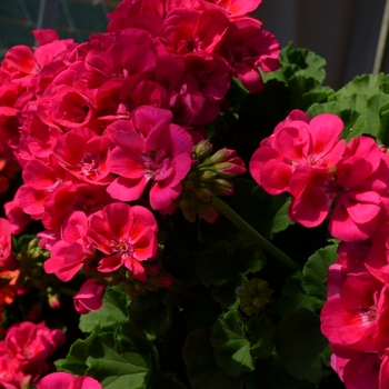 Pelargonium x hortorum 'Survivor Hot Pink' (071619)