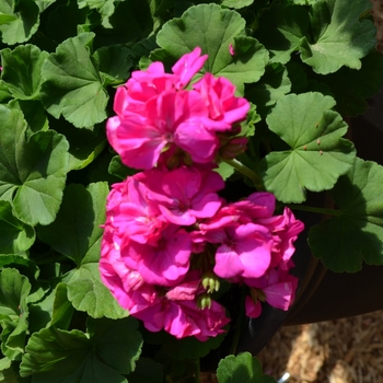 Pelargonium x hortorum 'Survivor Lilac Charme' (071639)