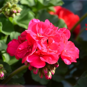 Pelargonium x hortorum 'Survivor Neon Violet' (071651)