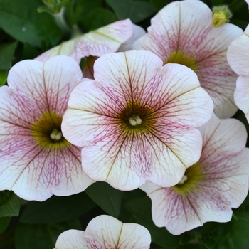 Petunia Sweetunia® 'Caramello' (071666)