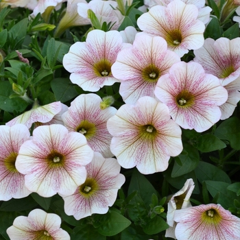 Petunia Sweetunia® 'Caramello' (071667)