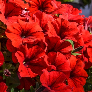 Petunia Sweetunia® 'Hot Rod Red' (071668)