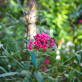 Rondeletia leucophylla '' (071676)