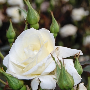 Rosa 'Starla' (071679)