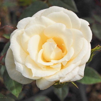 Rosa 'Starla' (071680)