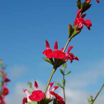 Salvia microphylla 'Hot Lips' (071697)