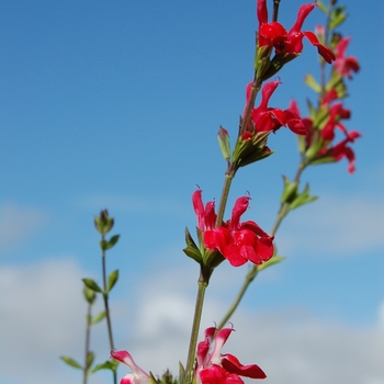 Salvia microphylla 'Hot Lips' (071698)