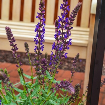 Salvia nemorosa 'Burgundy Candles' (071704)