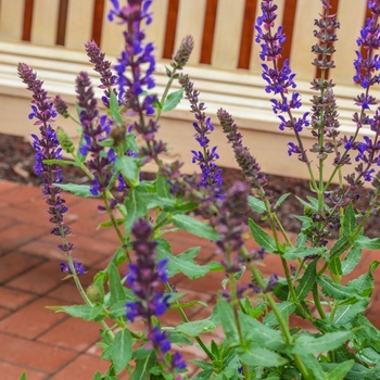 Salvia nemorosa 'Burgundy Candles' (071705)