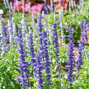 Salvia farinacea Sallyfun™ 'Blue Tune' (071706)