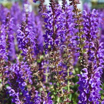 Salvia x sylvestris 'May Night' (071709)