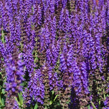 Salvia x sylvestris 'May Night' (071710)