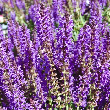 Salvia x sylvestris 'May Night' (071711)