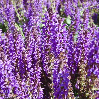 Salvia x sylvestris 'May Night' (071712)