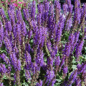 Salvia x sylvestris 'May Night' (071713)