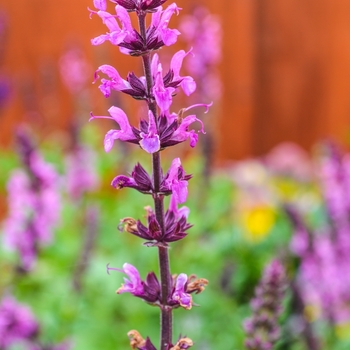 Salvia nemorosa Lyrical™ 'Rose' (071715)