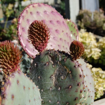 Opuntia violacea var. santa-rita 'Santa Rita Tubac™' (071719)