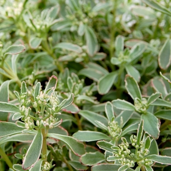 Sedum spurium 'Tricolor' (071726)