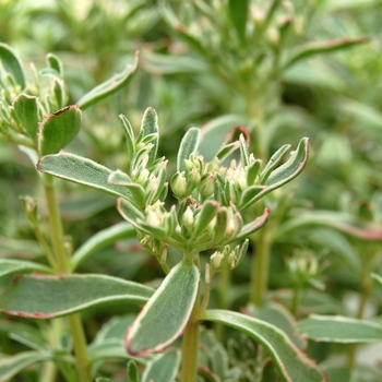 Sedum spurium 'Tricolor' (071727)