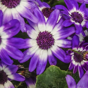 Pericallis Senetti® '' (071728)