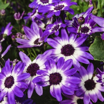 Pericallis Senetti® '' (071729)