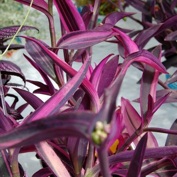 Setcreasea 'Pink Stripes™' (071730)